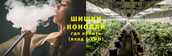 трава Белокуриха